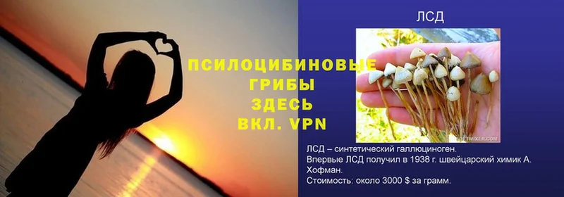 МЕГА онион  Бабушкин  Галлюциногенные грибы GOLDEN TEACHER  где купить наркотик 